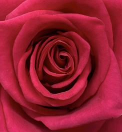 Rose Hot Pink
